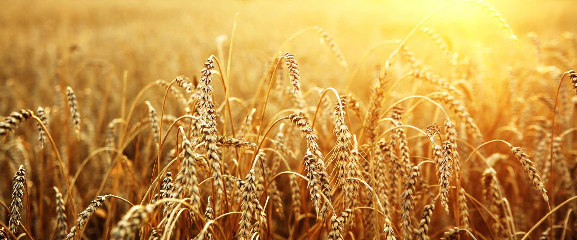 Agricoltura